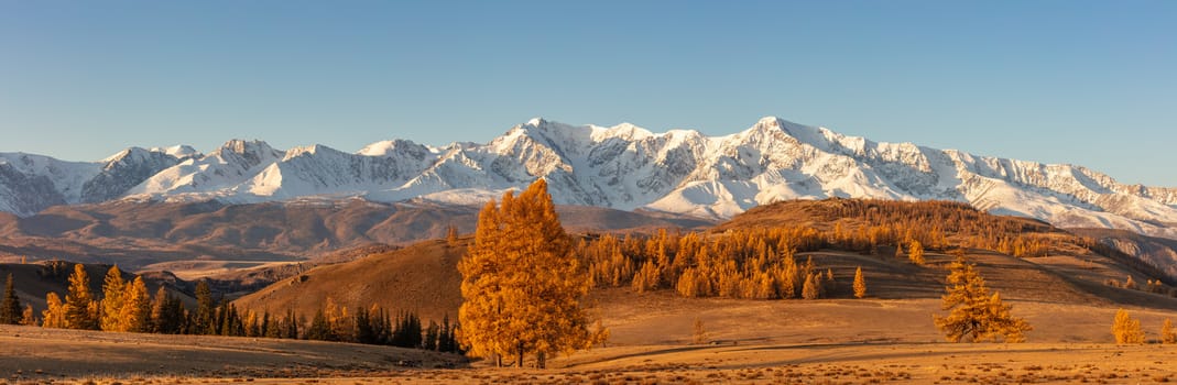 Beautiful panorama with valley full of golden trees in the foreground and white snowy mountains in the background. Sunrise. Golden hour.