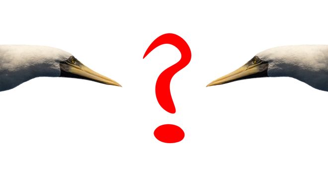 Question mark in red letters on white background with two birds looking at it. Isolated.