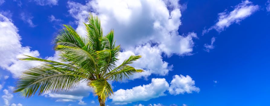 Green palm tree with blue sky and clouds in the background. Symbol of travel, tourism and vacation.