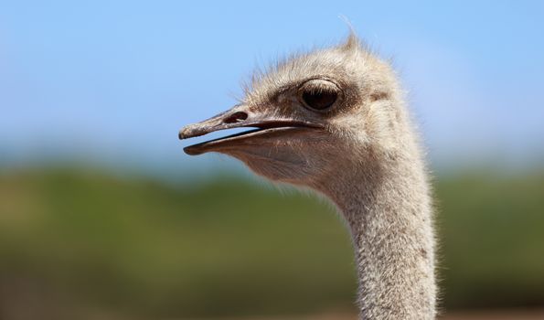 Side close-up shot of an ostrich head. Blurred background.