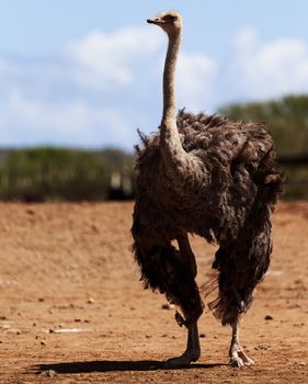 Black ostrich standing tall. Full size. Blurred background