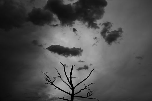 View of a tree silhouette under dark clouds on a dark grey background. Black-and-white photo.