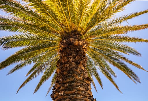 Bottom view of a palm tree with warm sunlight around it
