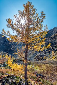 View of a single golden tree with sun rays piercing through it and mountains in the background in Altai Republic, Siberia, Russia. Fall 2019