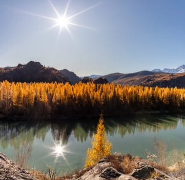 Scenic view of the Chuya river with beautiful golden trees and sun shining in the clear sky in Altai Republic, Russia. Fall 2019