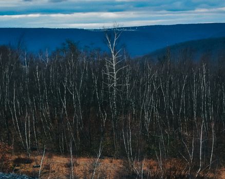 The View From Atop of a Mountain Into a Dead Forest With Bare Trees