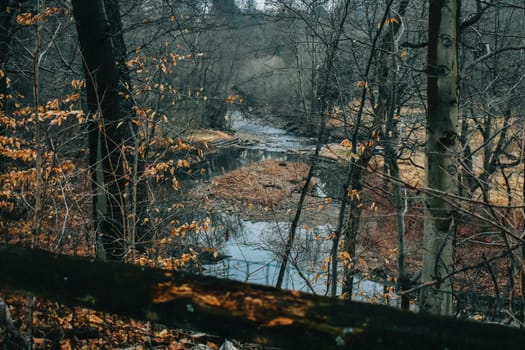 Looking OVer a Wooden Railing at a Small Island in the Middle of a Slow Moving Creek in an Autumn Forest