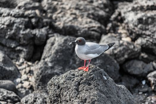 Galapagos Islands Swallow-tailed Gull. Beautiful black and white gull endemic to the Galapagos Islands. Nature and wildlife of Galapagos.
