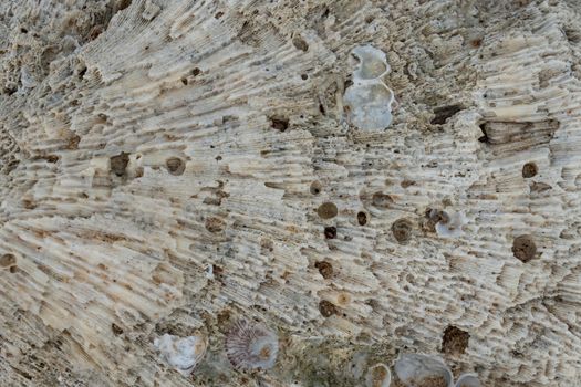 White coral texture macro photo. Dry sea coral structure closeup.