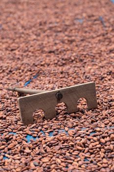 Cacao beans drying in the sun on a bamboo mat.