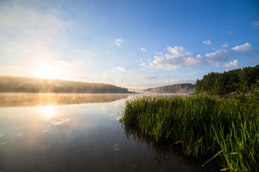 foggy lakeside at summer sunrise with tall grass in foreground