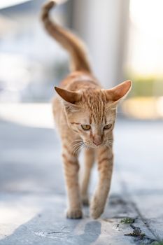 Orange cat walking towards camera.