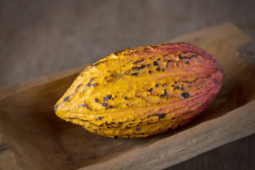 Cacao fruit, raw cacao beans, Cocoa pod on wooden background.