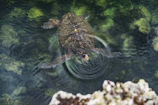 Galapagos green turtle swimming on Galapagos Islands. Green sea turtles in Galapagos Marine Reserve, Ecuador, South America. From Los Tuneles, The Tunnels on Isabela Island.