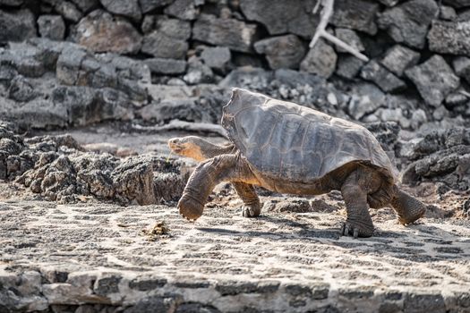Galapagos Saddleback Tortoise aka Espanola Tortoises or latin G. Hoodensis. Amazing animals and wildlife of Galapagos Islands.