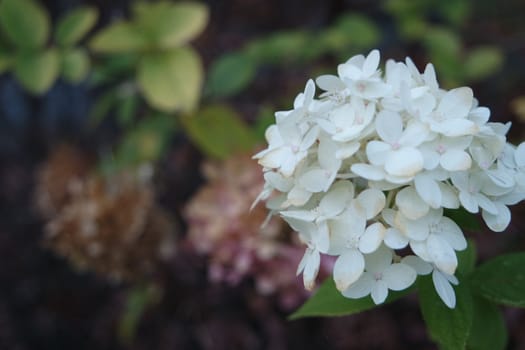 White hydrangea flower with green leaves in the background. Closeup view with selective focus