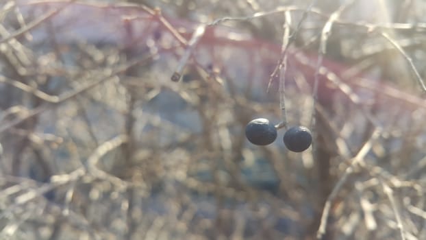 Closeup view of Black mountain ash berries: A selective focus view