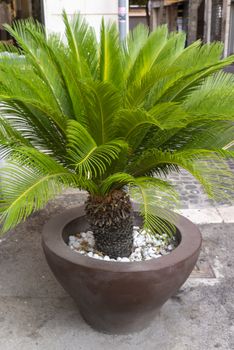 small palm on a vase as a shop display