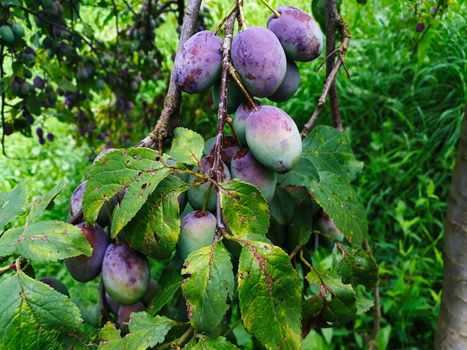 Unripe plums on the branch, the plums begin to blue. Orchard plum. Zavidovici, Bosnia and Herzegovina.