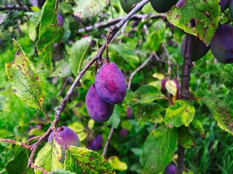 Two ripe plums on a branch. Purple plums. Zavidovici, Bosnia and Herzegovina.