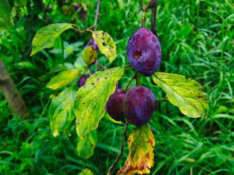 Ripe plums on a leaf branch, ready to harvest. Plums in the orchard. Zavidovici, Bosnia and Herzegovina.