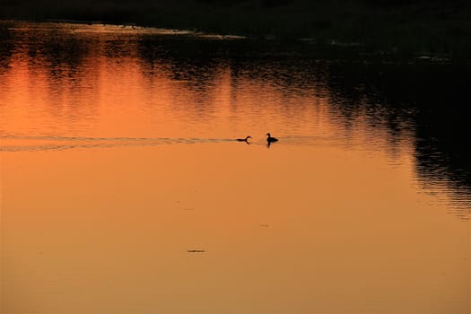 Two ducks during a great sunset with a lake view and bushes and trees in the background