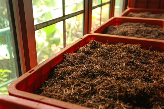 Detail of bulk ceylon tea (orange pekoe leaves being dried) in plastic boxes, with green scenery behind windows. Kadugannawa Tea Factory, Kandy, Sri Lanka