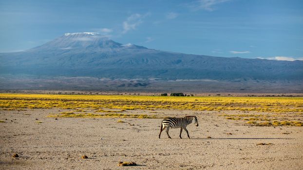 Single plains zebra (Equus quagga, formerly Equus burchellii) walking under mount Kilimanjaro in the evening. Amboseli national park, Kenya