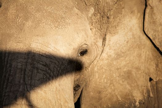 Detail of elephant head and eye dirty with cracked mud. Amboseli National Park, Kenya