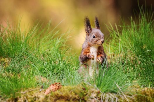  Eurasian red squirrel (Sciurus vulgaris) sitting in fresh green grass with moss and conifer cones in foreground and blurred forest in background.