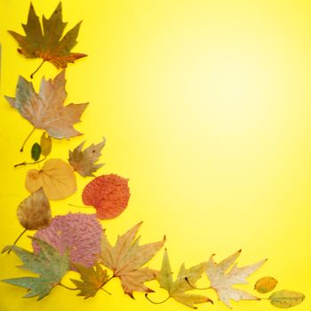 autumn leaves on a yellow background, copy space, mockup blank.