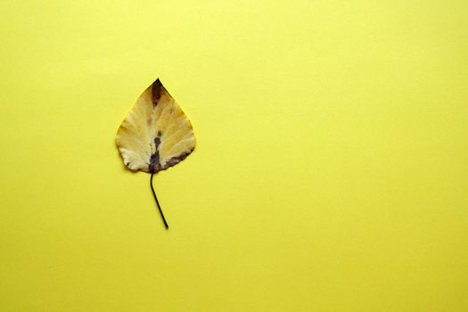 one yellow autumn leaf on a yellow background, copy space.