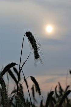 Close-up of an ear of rye in front of evening sky with sun