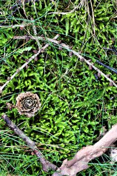 Green moss with pine cone on the forest floor