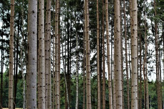 Tall bare pines in the forest