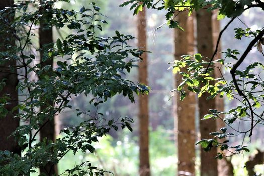 Tall bare pines in the forest