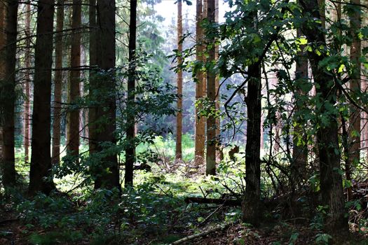 Tall bare pines in the forest