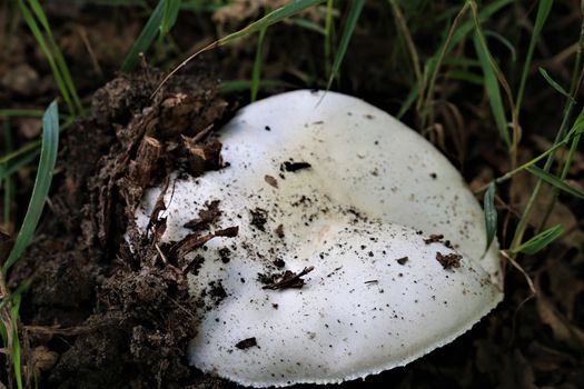 One white mushroom that just grows out of the earth