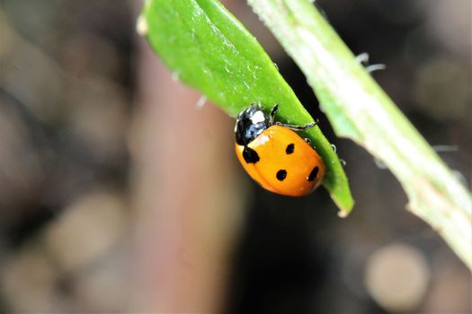 A ladybug as a close-up on a green plant