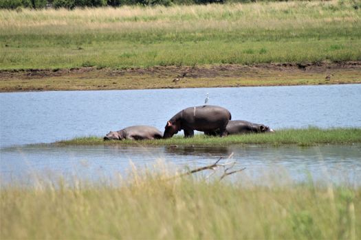 Hippotamus with a bird on his back and two hippos lie next to him in the gras