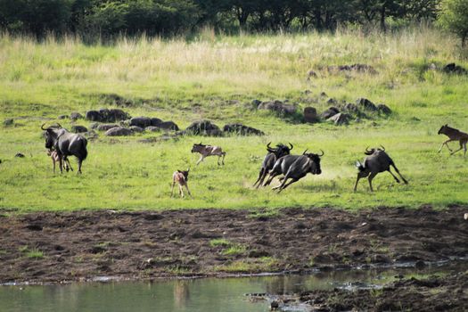 Wildebeests and her calves are running around fast near a waterhole