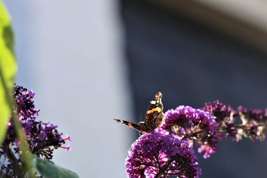 Nymphalidae,Admiral Vanessa atalanta butterfly on a summer lilac against a blurry background