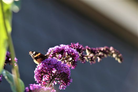 Nymphalidae,Admiral Vanessa atalanta butterfly on a summer lilac against a blurry background