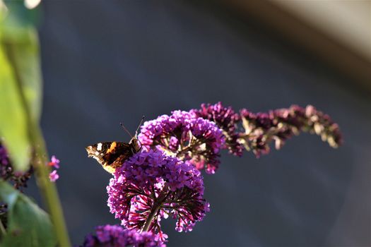 Nymphalidae,Admiral Vanessa atalanta butterfly on a summer lilac against a blurry background