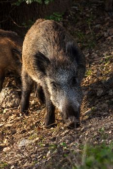 Wild boar eat acorns under the oaks