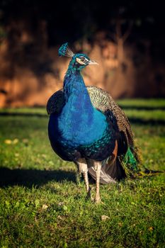 Beautiful colorful peacock
