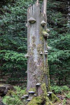 numerous tree fungi grow on dead wood trunk damaged by the storm