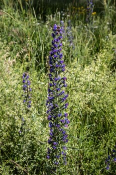 colorful flower meadow with delphinium, grasses and daisies