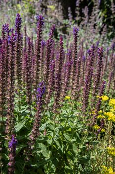 Sage plants with blue inflorescences as crops and medicinal plants in the field