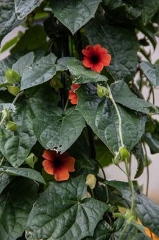 Vine plants with green leaves and red flowers